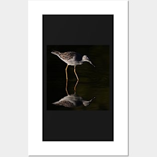 Greater Yellowlegs Reflects Posters and Art